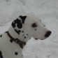 En la nieve en el 2010